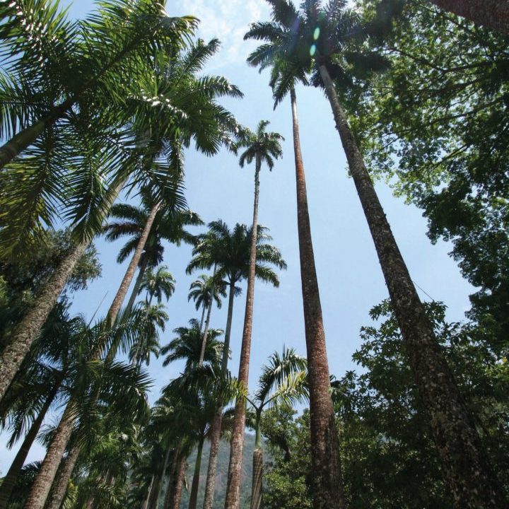 Alameda das Palmeiras Imperiais, Jardim Botânico do Rio de Janeiro, Brasil