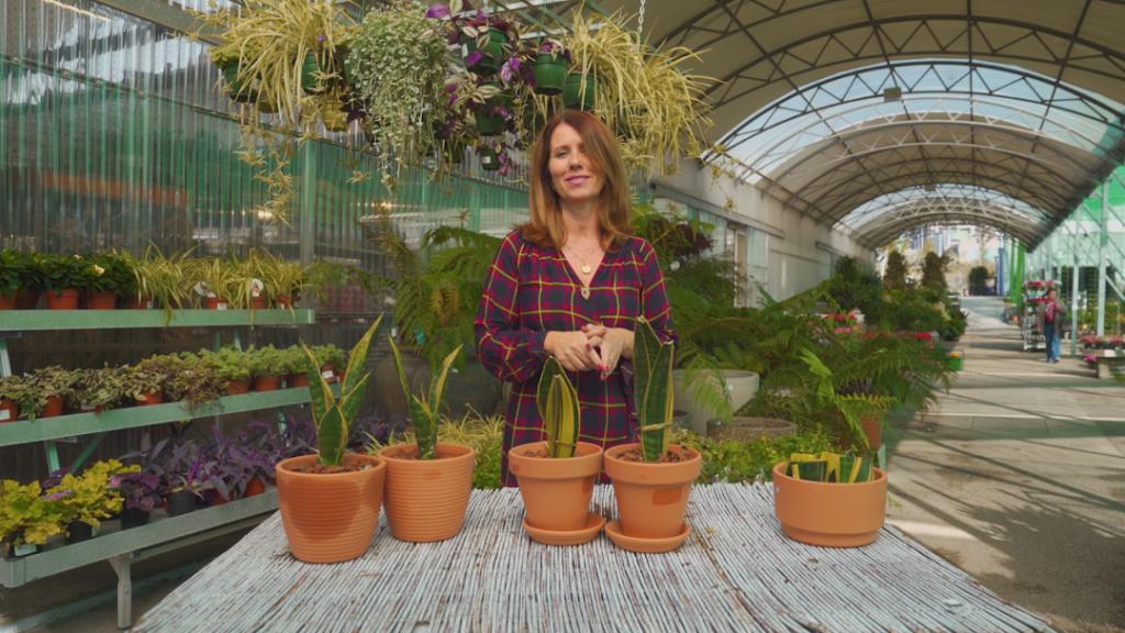 Como Multiplicar Espadas de São Jorge