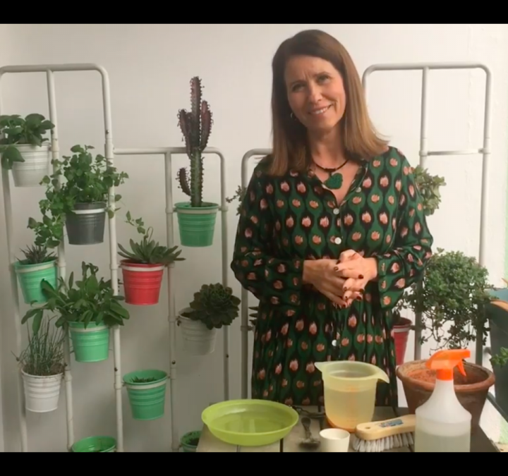 Jardinar em Casa #5: Como Usar Bicarbonato de Sódio para Cuidar das Plantas