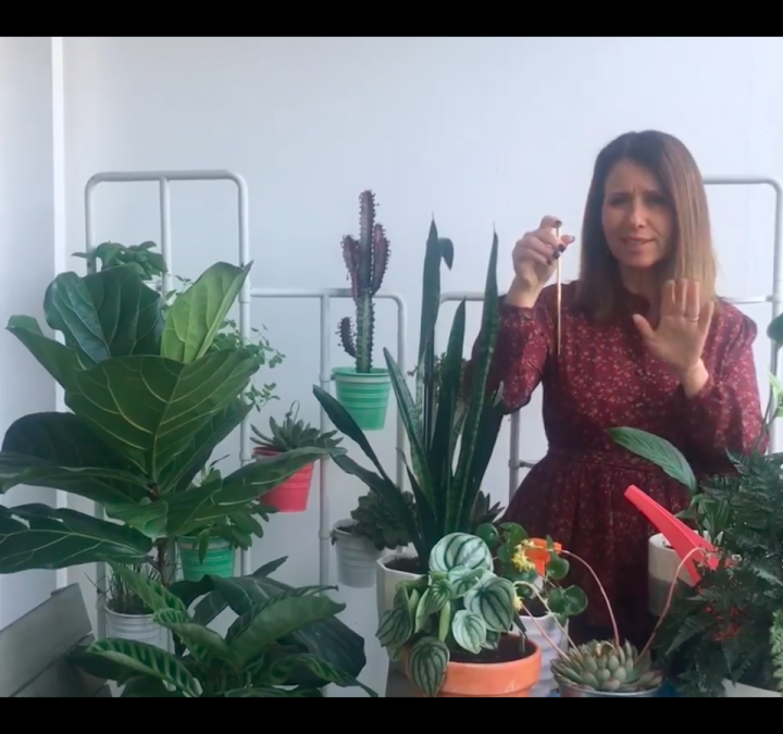 Jardinar em Casa #6: Como Cuidar das Plantas de Interior