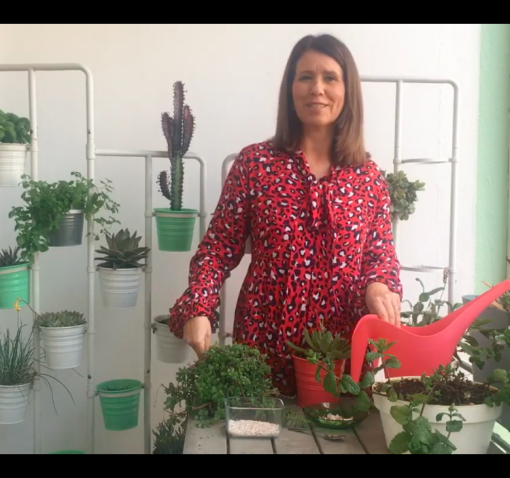 Jardinar em Casa #9: Como Usar Cascas de Ovo para Adubar as Plantas