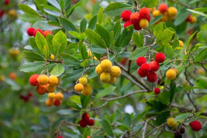 Medronheiro (Arbutus unedo)