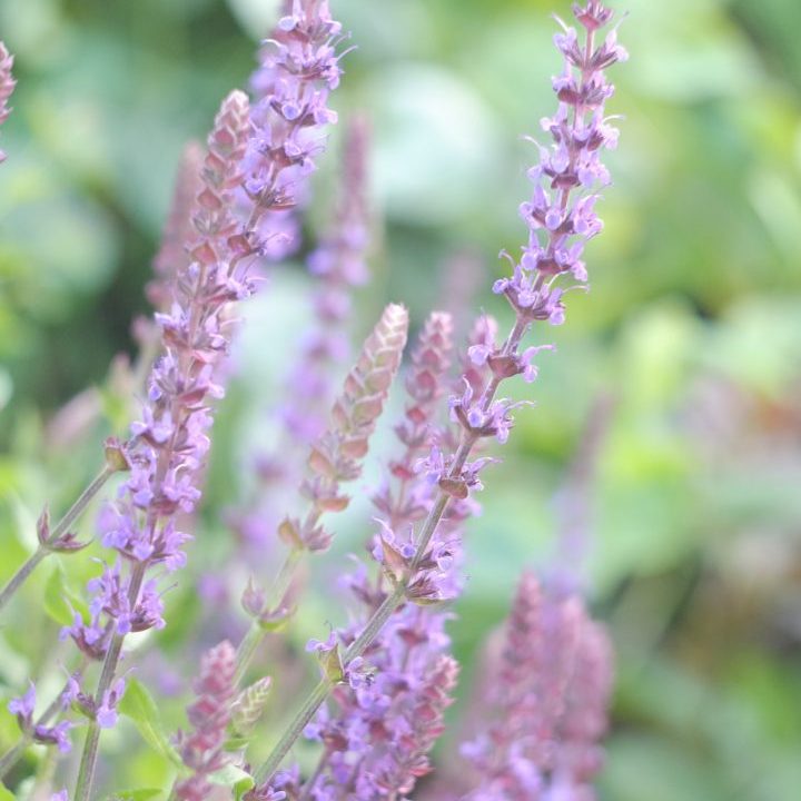 Flores de salvia microphylla