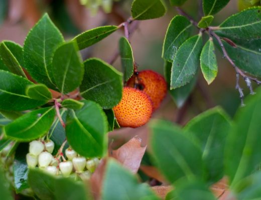 Medronheiro (arbutus unedo)