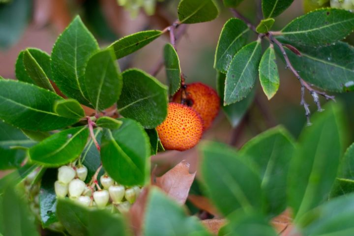 Medronheiro (arbutus unedo)