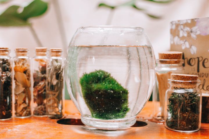 marimo