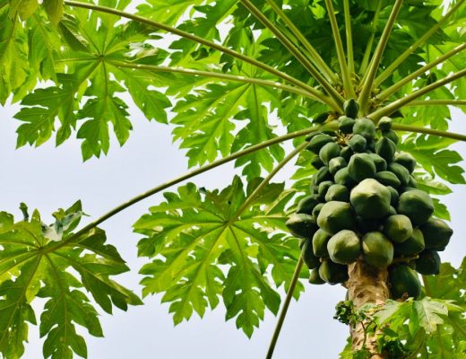 arvore com papaias suspensas