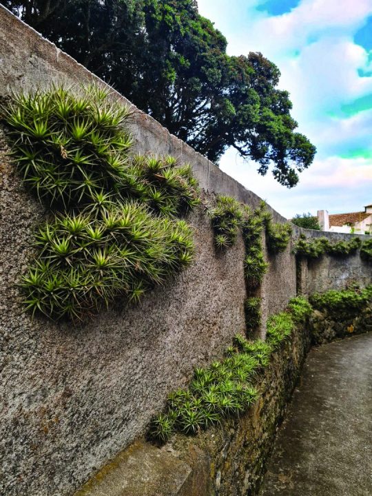 Imagem 10 - Tillandsia aeranthos
