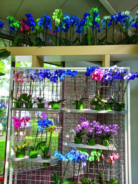 Aberrações - As orquídeas pintadas