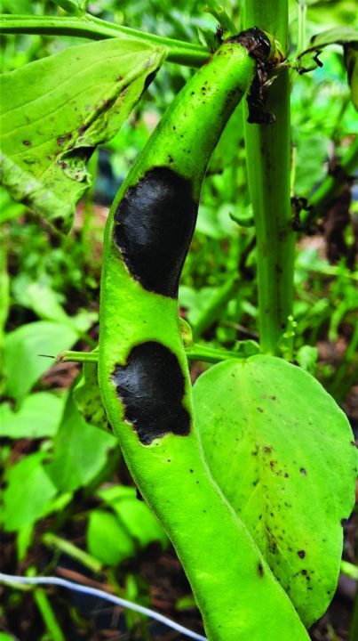 Botritis da fava