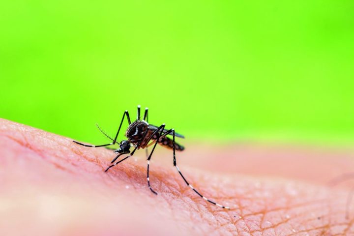 Mosquito