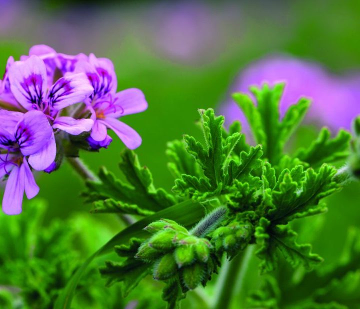 Flor e folha de Pelargonium 'citrosum'