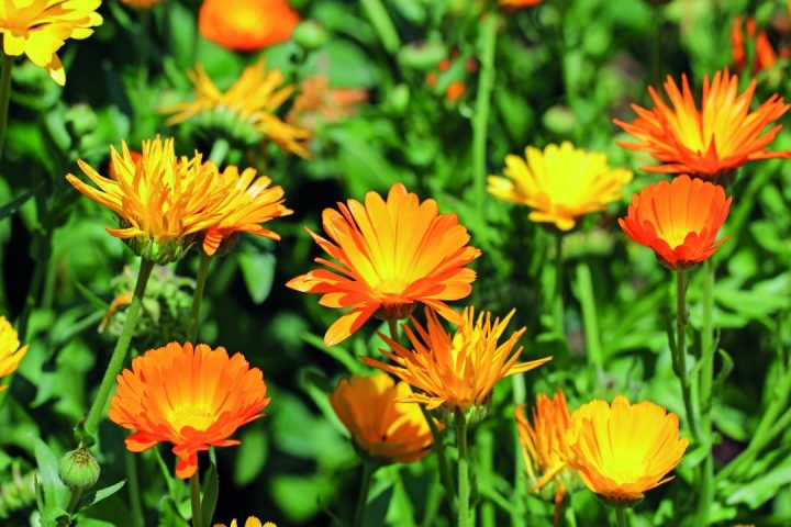 Calendula