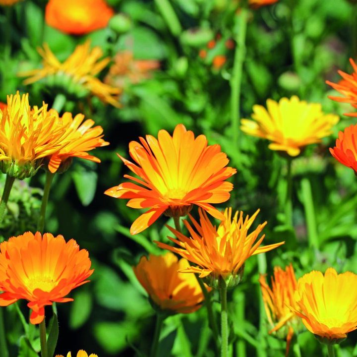 Calendula