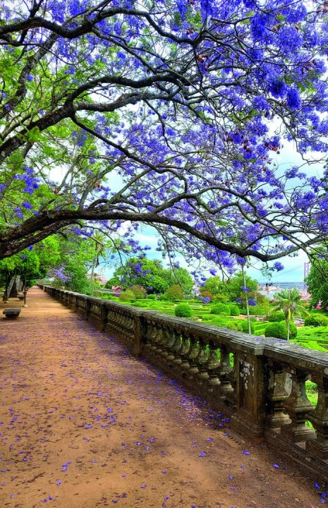 Jacaranda mimosifolia