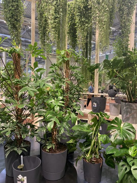 Vasos com plantas