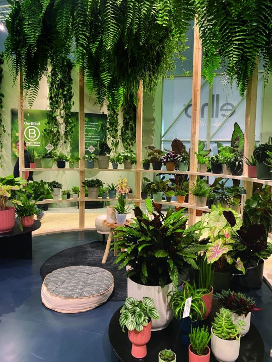 Vasos com plantas para casa