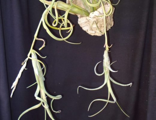 Tillandsia intermedia