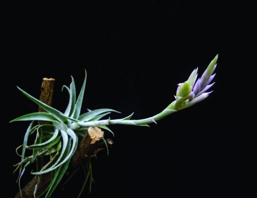 Tillandsia cacticola