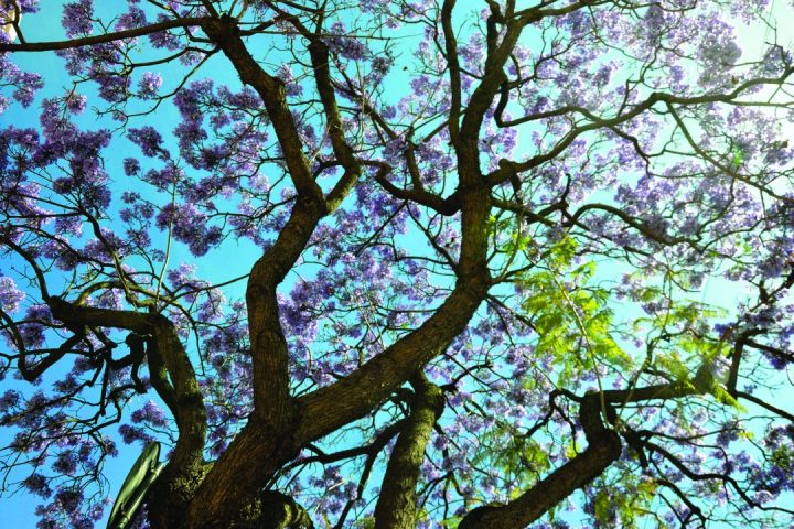 jacarandá