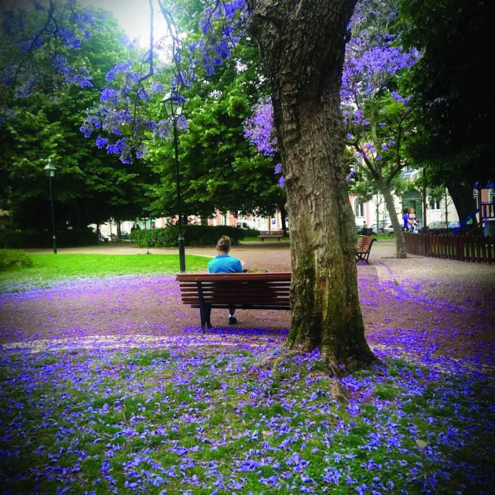 jacarandá