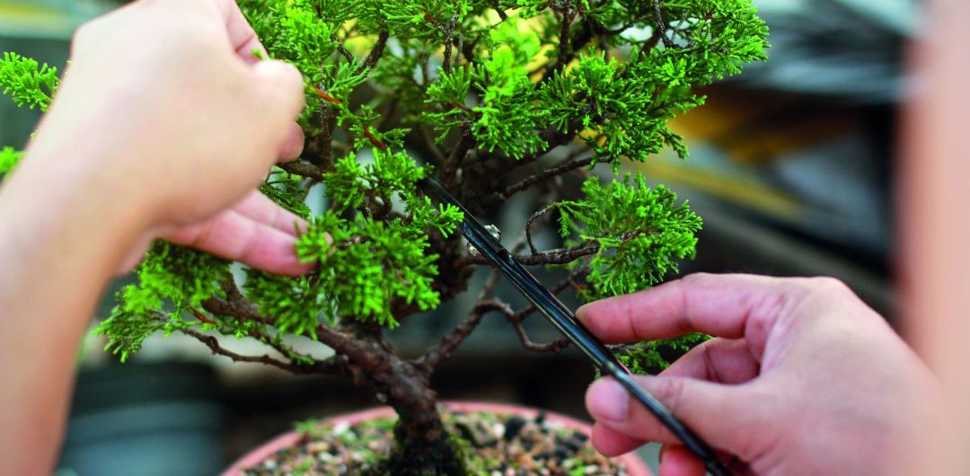bonsai