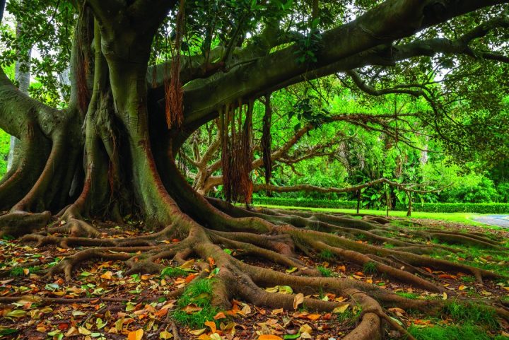 Ficus macrophylla