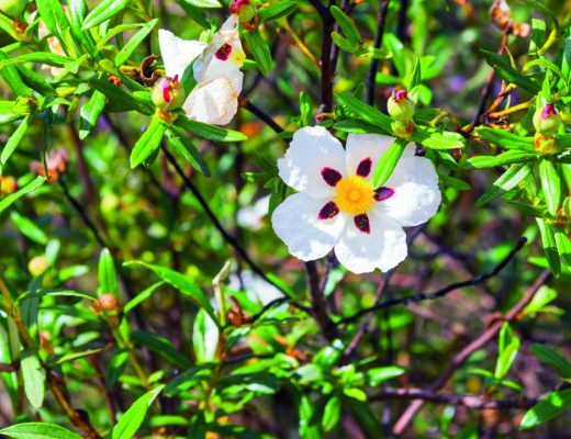 Esteva (Cistus ladanifer)