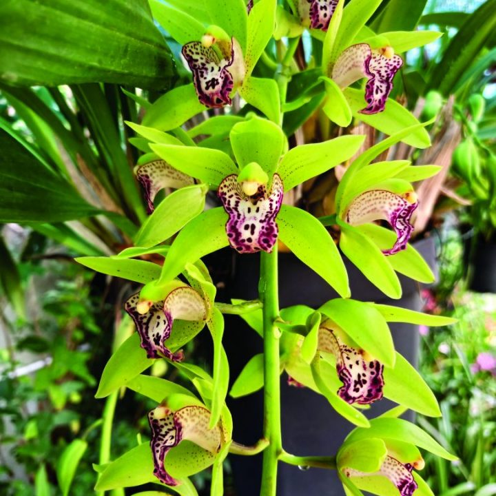 Cymbidium Cliff Hutchings (Cymbidium Lowio-grandiflorum × Cymbidium devonianum)