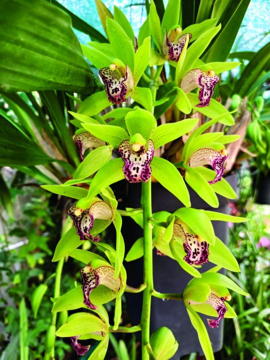 Cymbidium Cliff Hutchings (Cymbidium Lowio-grandiflorum × Cymbidium devonianum)