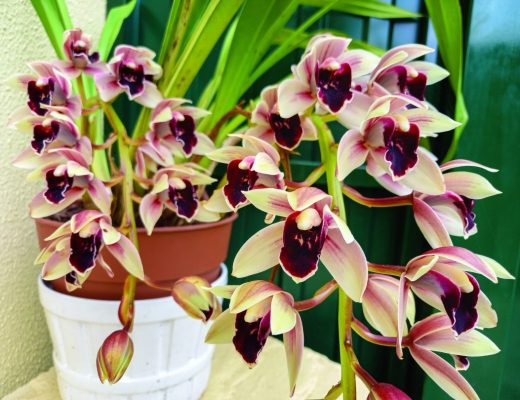 Cymbidium Devon Gala (Cymbidium Emma's Gala × Cymbidium devonianum)