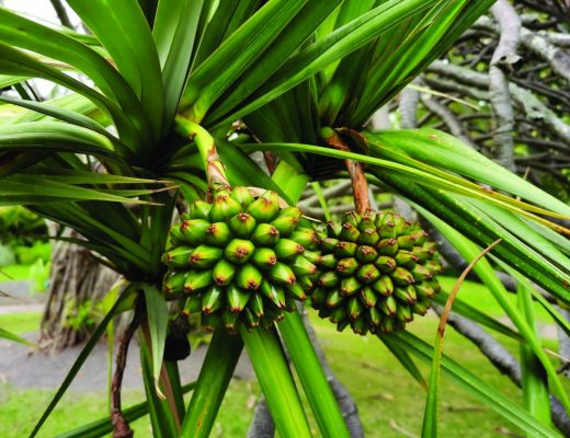 Pandanus utilis