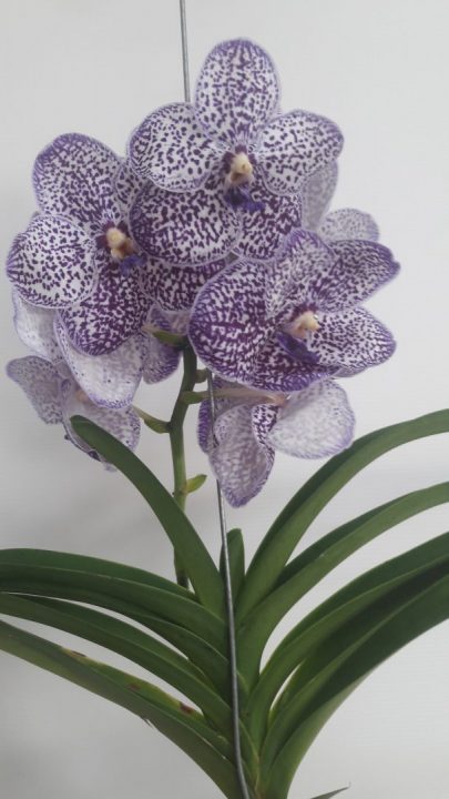 Vanda Lilac