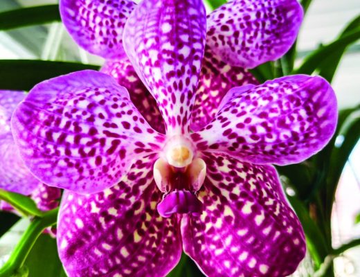 Vanda Tropical Punch