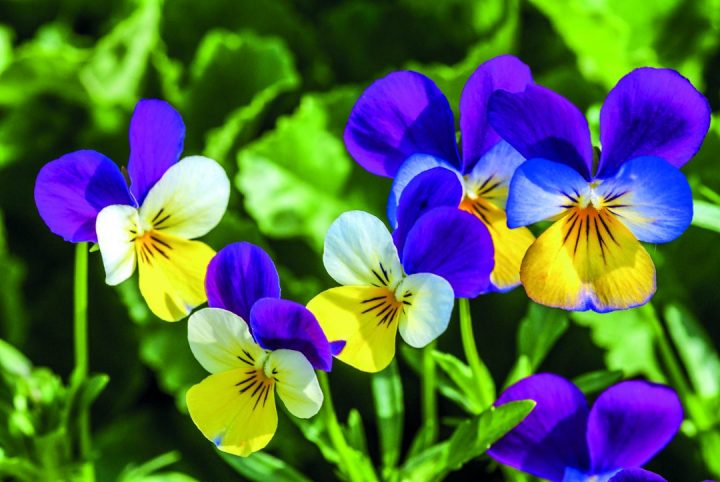 Viola tricolor