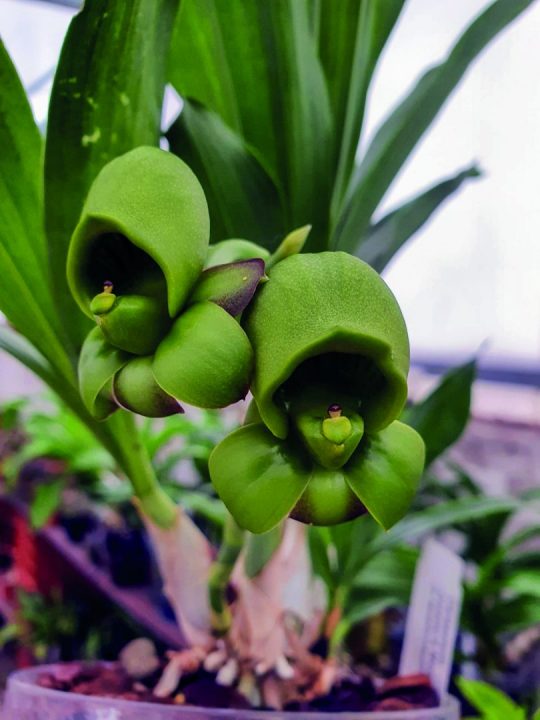 Flores femininas de Catasetum. Foto de Florinda Lopes