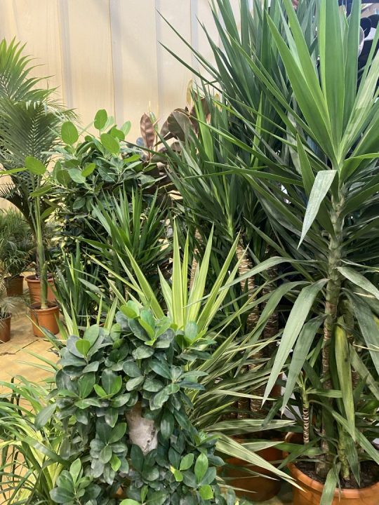 PLANTAS TROPICAIS