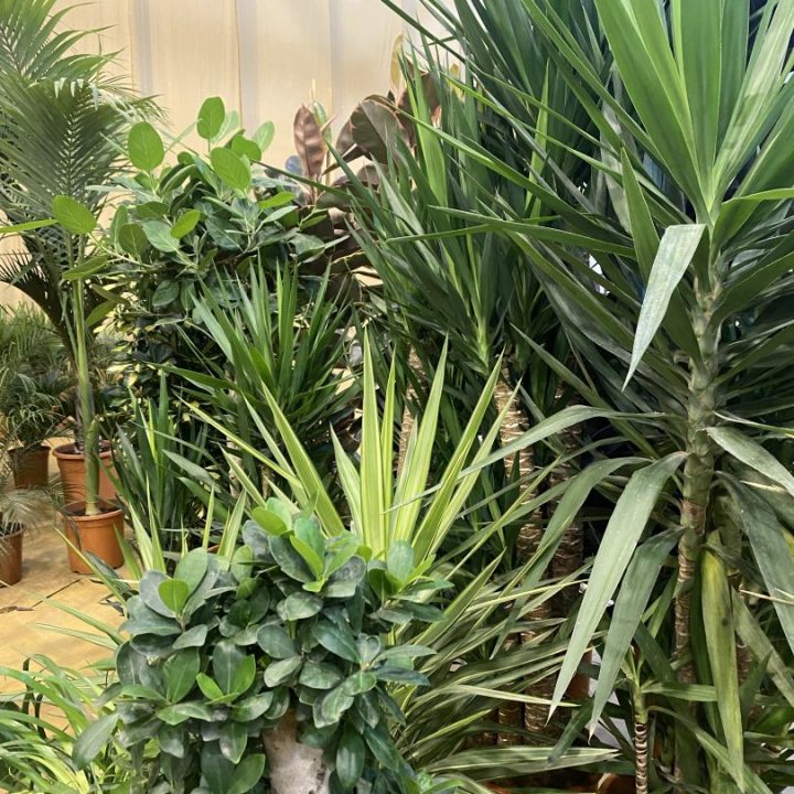 PLANTAS TROPICAIS