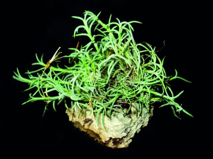 Tillandsia capillaris