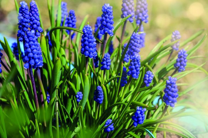 Muscari