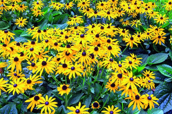 RUDBECKIA FULGIDA