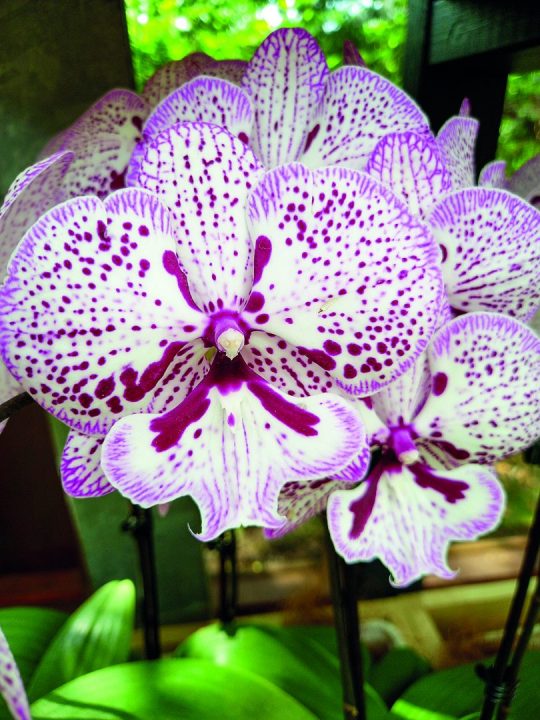 Phalaenopsis