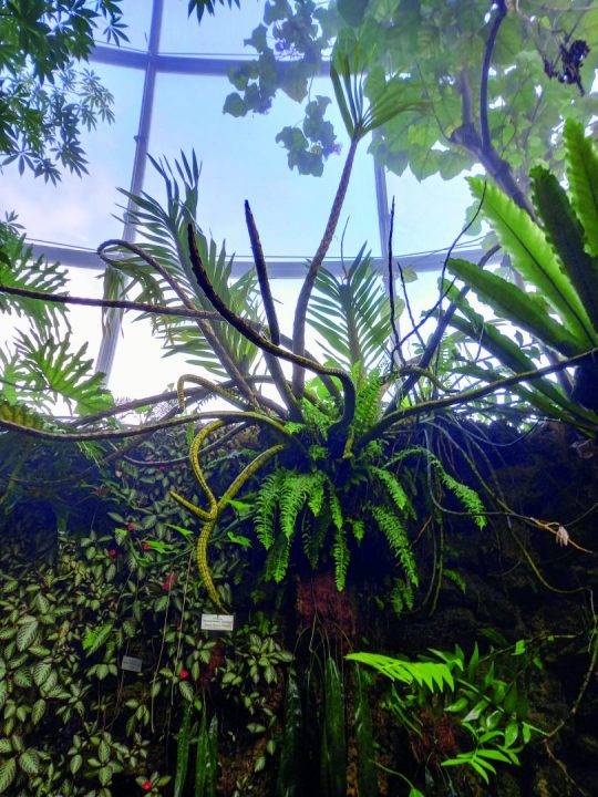Grammatophyllum speciosum