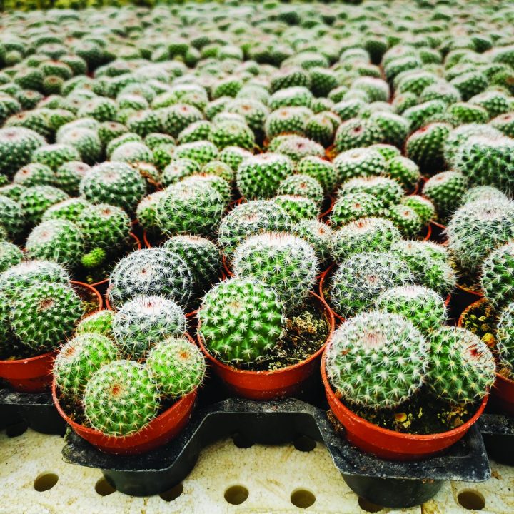 MAMMILARIA MAYCOBENSII