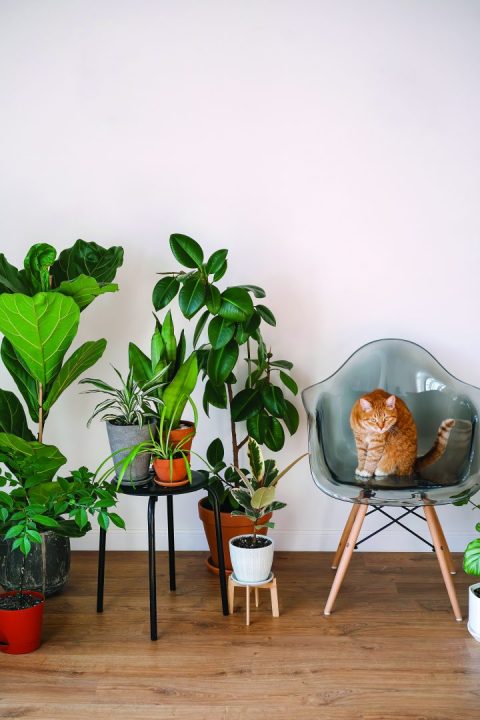 plantas pet friendly