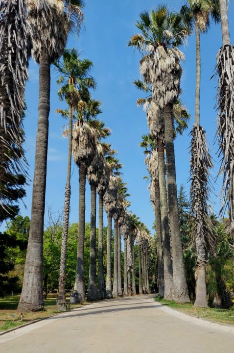 Alameda das Washingtonias 
(W. fi lifera e W. robusta) do Jardim Botânico 
Tropical, em Lisboa