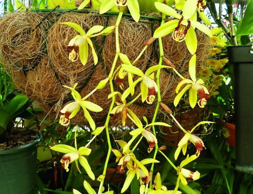 Coelogyne tomentosa