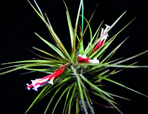 Tillandsia vernicosa