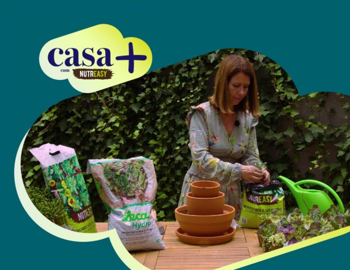 vídeo casa + suculenta