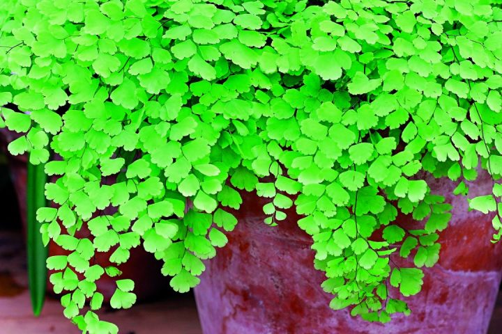 ADIANTUM RADDIANUM